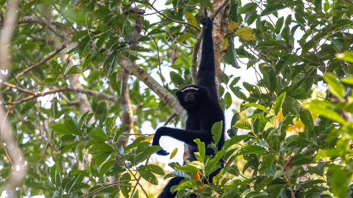 Stress tests and drones: the new playbook to protect the endangered western hoolock gibbon