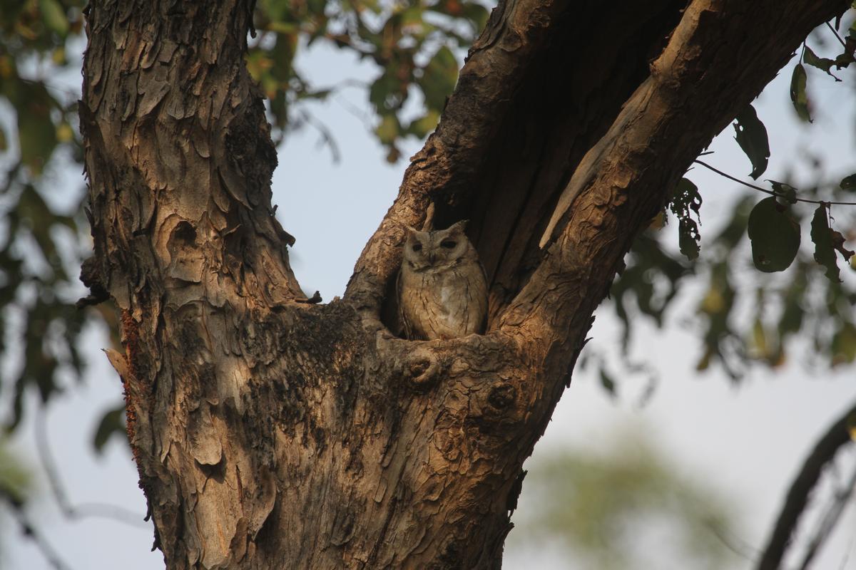 Owls can be found nestled in trees across the property