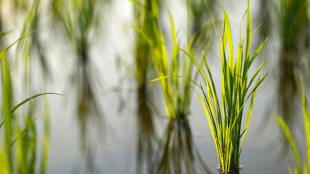 Activists, farmers’ representative question genome-edited rice varieties; ask Centre to withdraw seeds