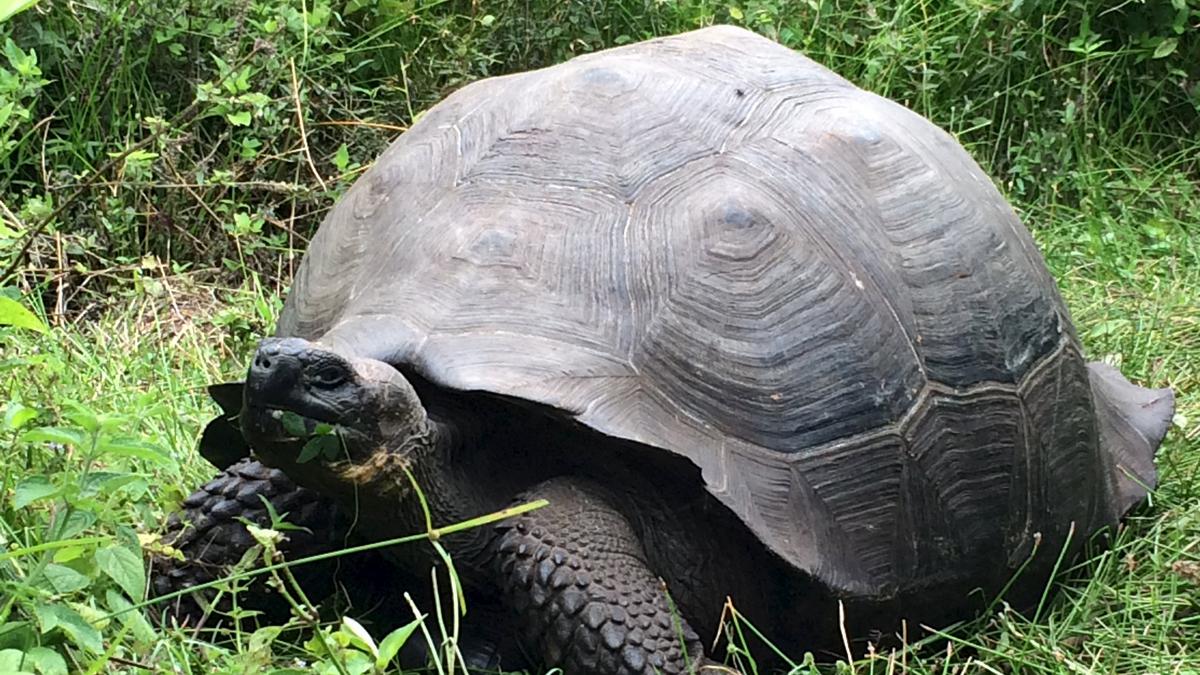 Endangered Galapagos tortoises suffer from human waste: study