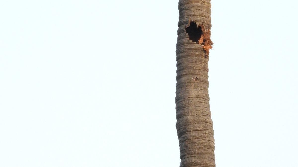 Locals raise concern over poaching of parakeets from Puzhuthivakkam lake