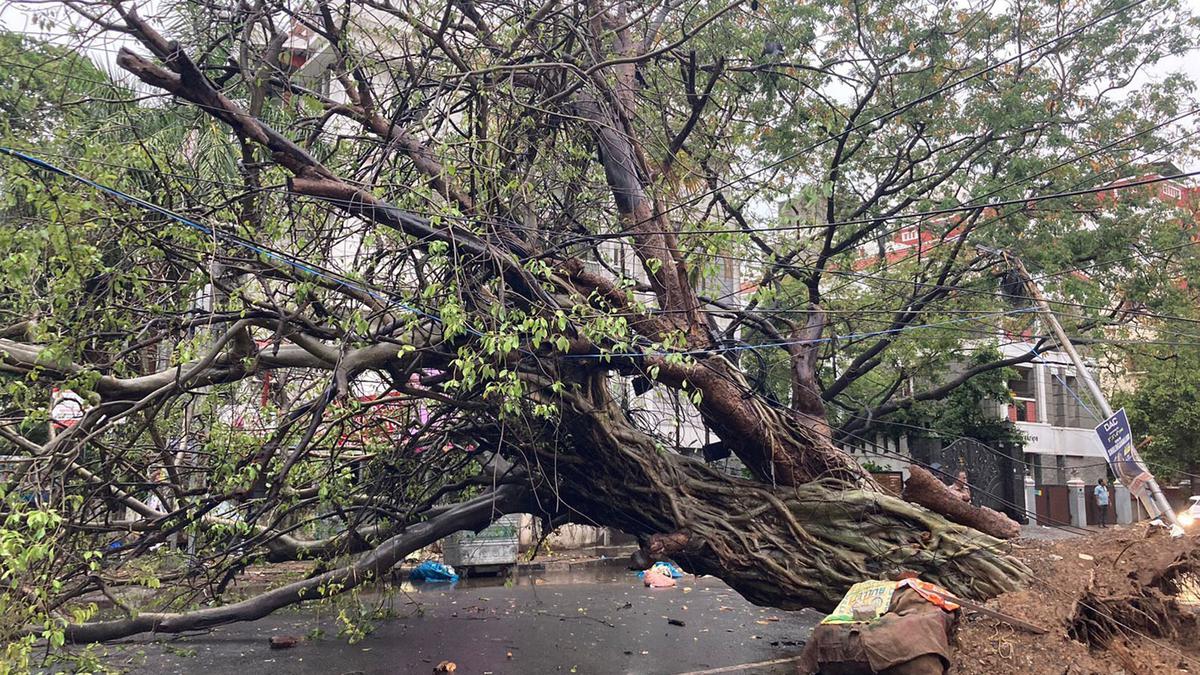 Gandhi Nagar residents speak up for a ficus tree