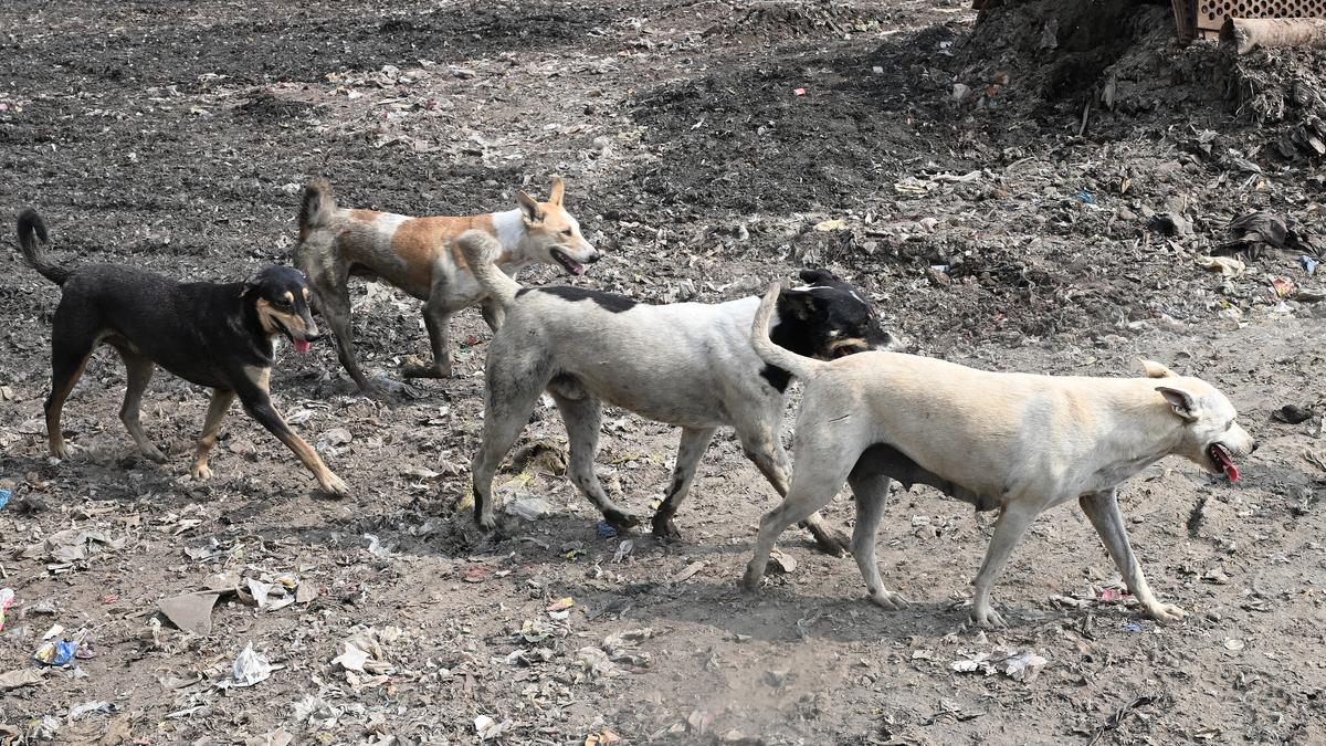 Agencies failed to curb stray dog count: ABC panel member