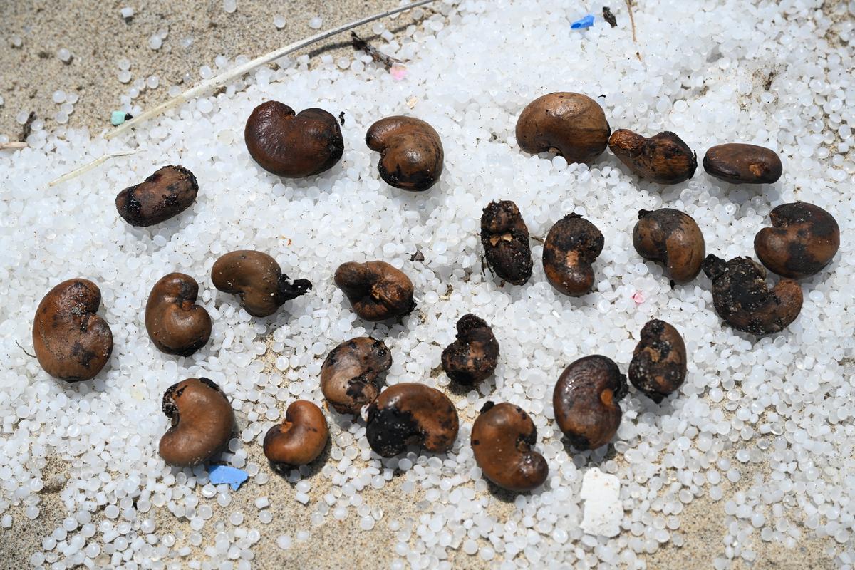 Cashew nuts were among the debris that washed ashore at Dhanushkodi from the the Liberian vessel that sank off the Kochi coast on May 25. 