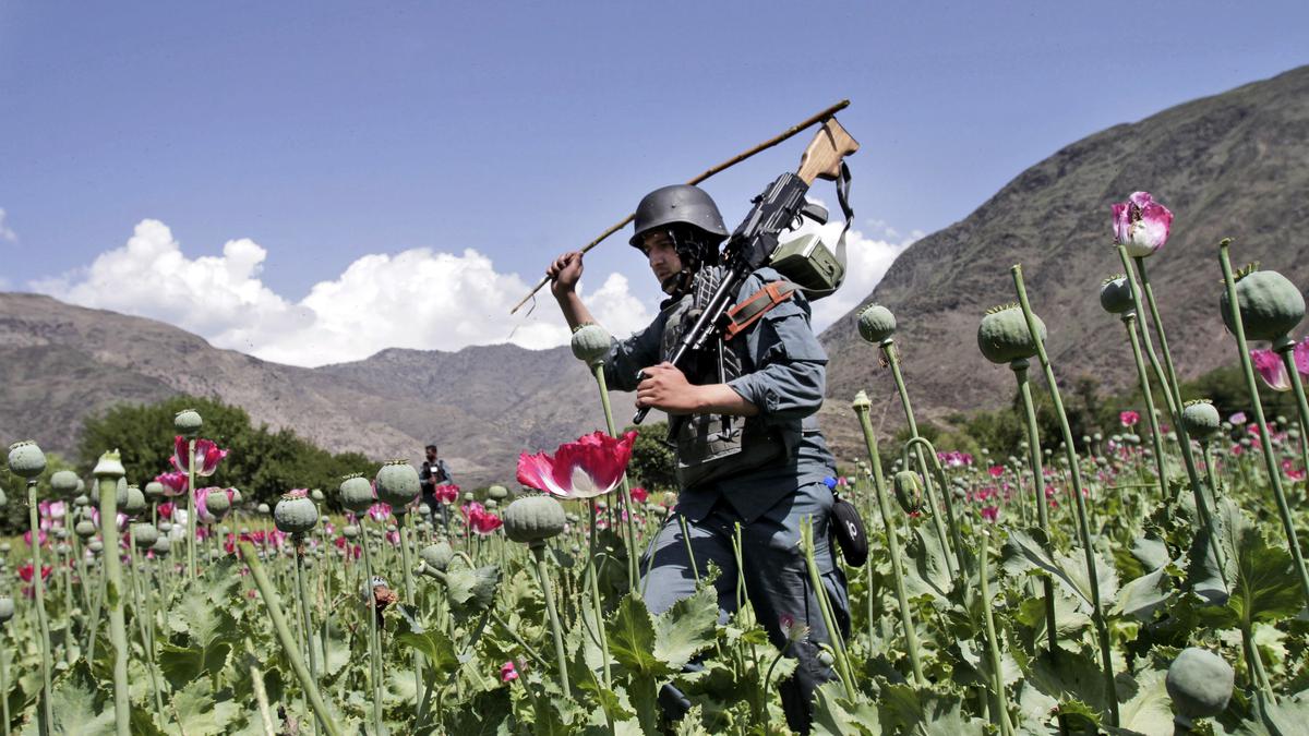 Afghan farmers lose income of more than $1 billion after Taliban banned poppy cultivation