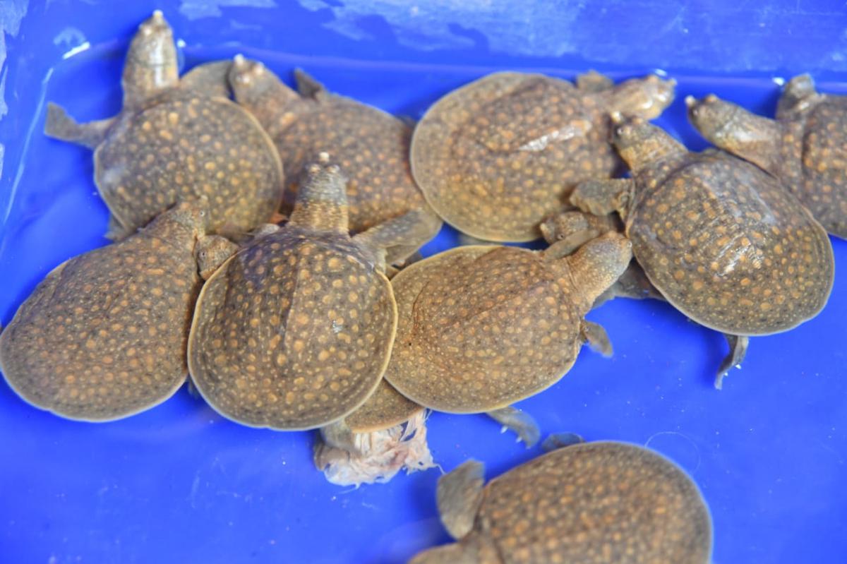 Efforts on to conserve rare Cantor’s giant softshell turtle in Kasaragod
