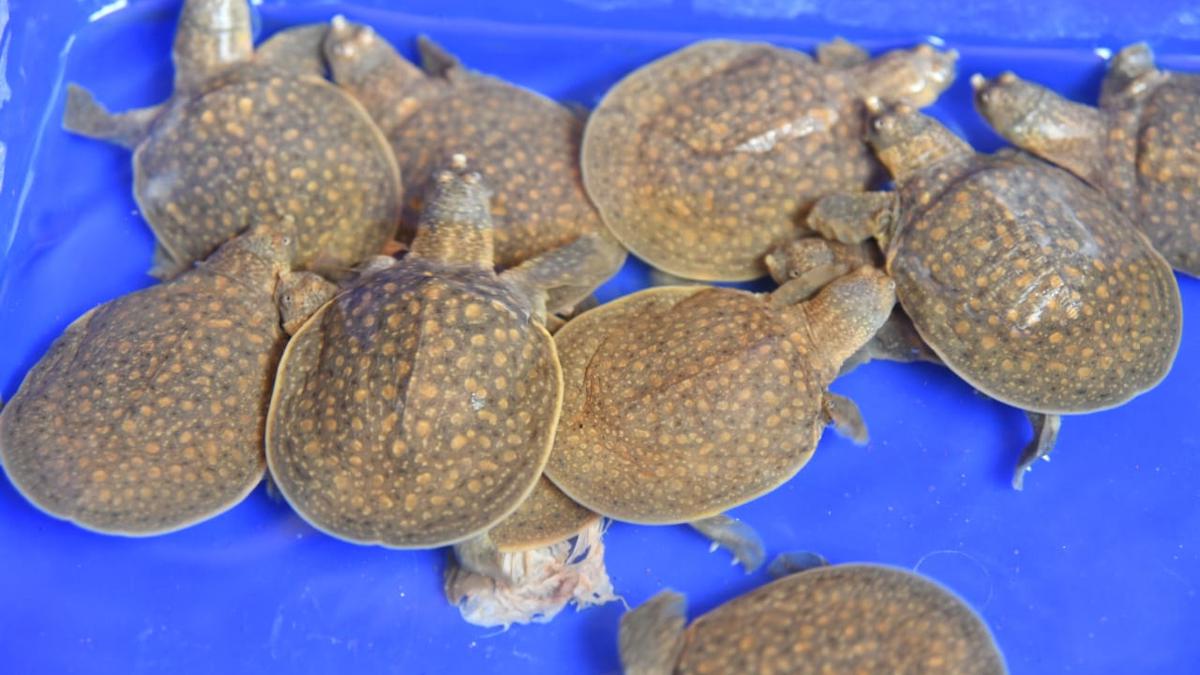 Efforts On To Conserve Rare Cantors Giant Softshell Turtle In 