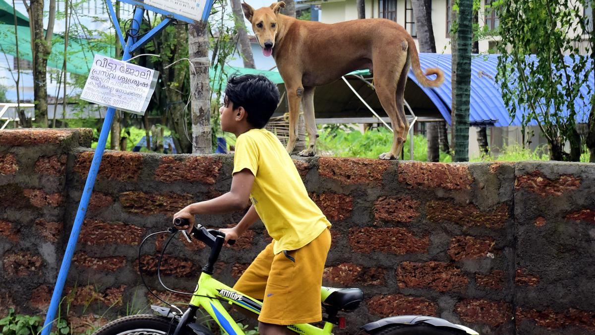 Stray dogs multiply in Kozhikode despite sterilisations under ABC programme