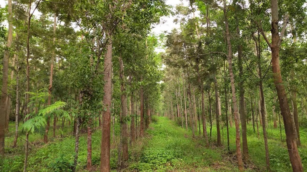 Spotlight: Sandalwood: An expensive fragrance