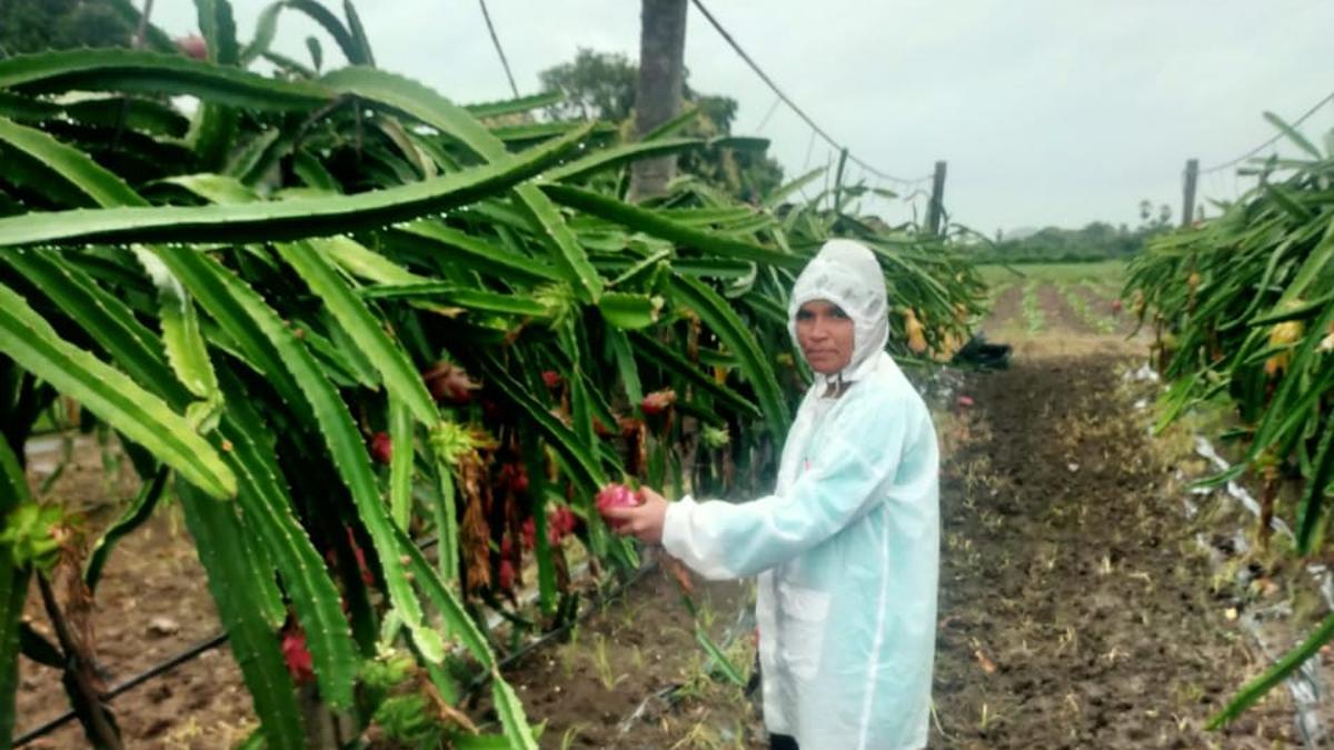 Telangana | Farmers in Hanamkonda adopt dragon fruit cultivation with government assistance