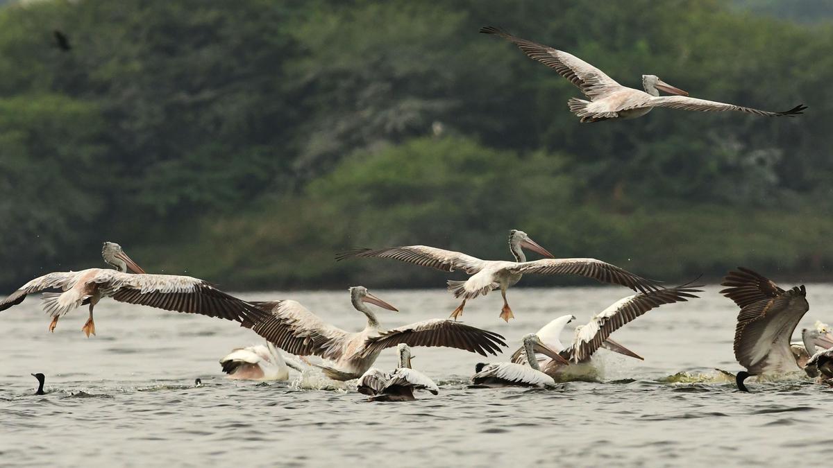 tamil-nadu-government-notifies-nanjarayan-tank-in-tiruppur-as-bird