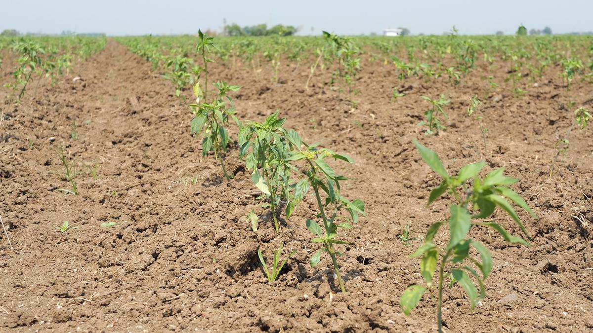 Drought spells doom for standing crops in Guntur district