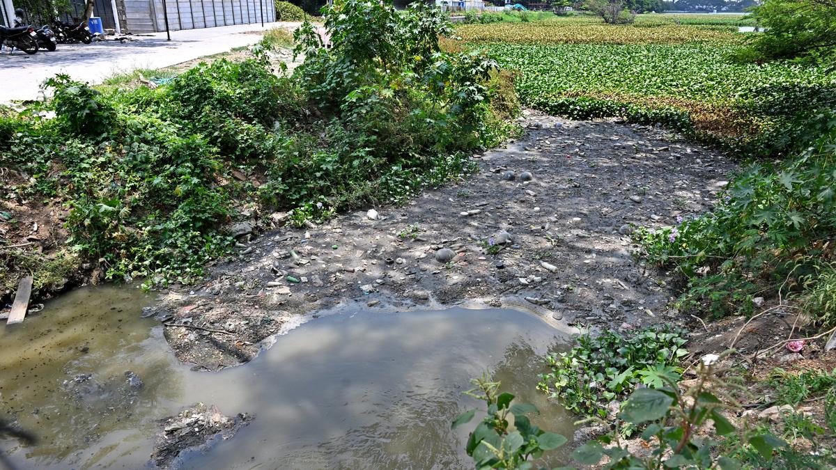 Discharge of untreated sewage leads to widespread growth of water hyacinth in Coimbatore’s lakes, say experts