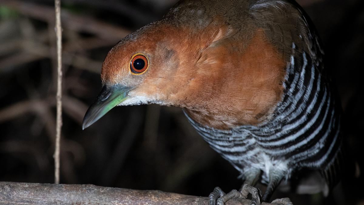 Rare crake shows up at Adyar Poonga; camera not in sight
