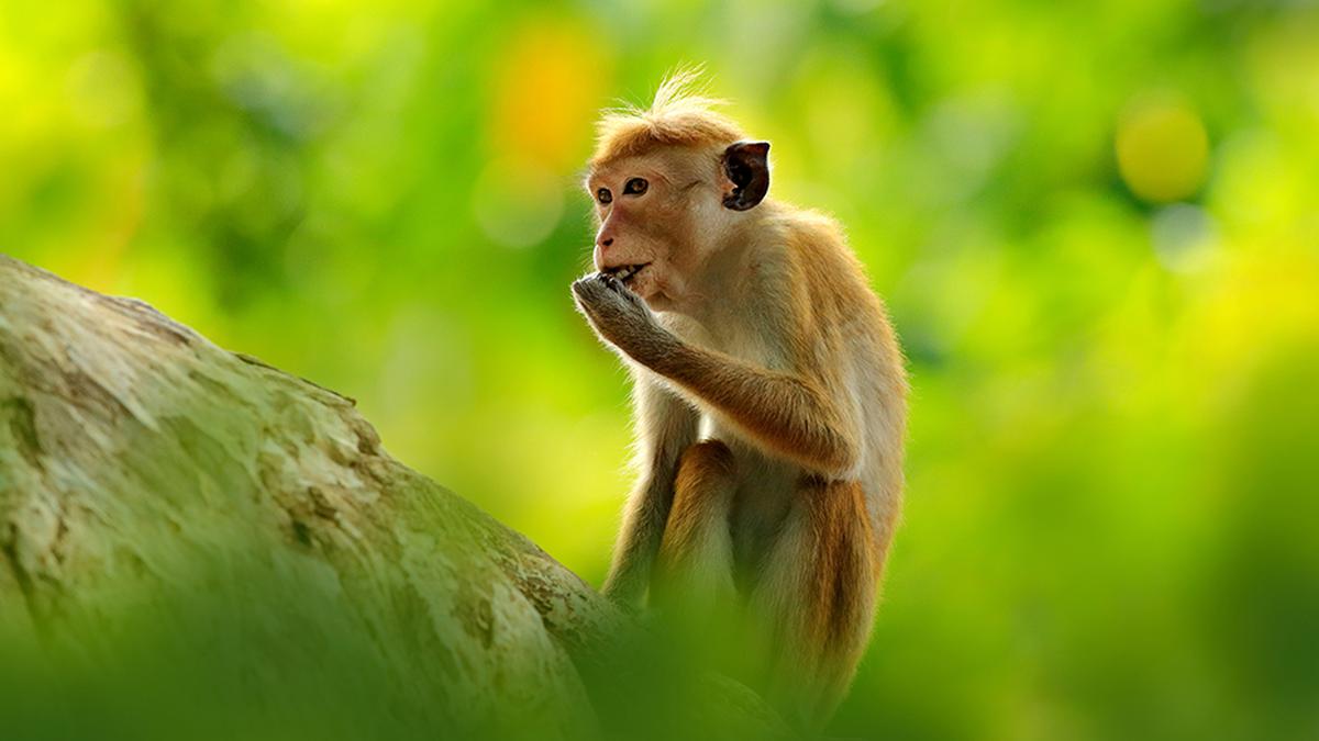 Sri Lanka confirms Chinese company’s request for exporting one lakh endangered monkeys