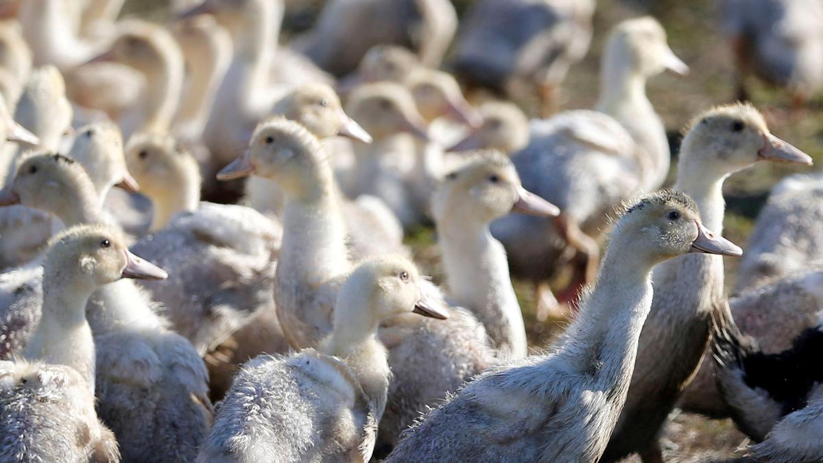 Des scientifiques isolent un gène humain capable de repousser la plupart des virus de la grippe aviaire