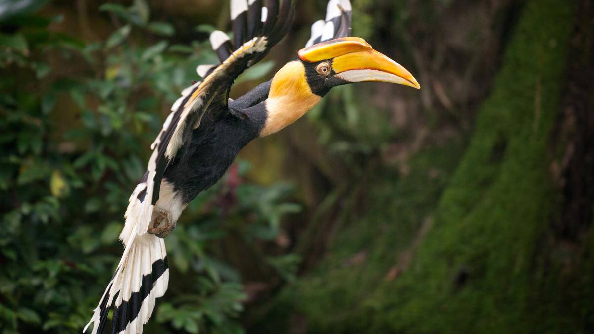 The hornbills of Valparai