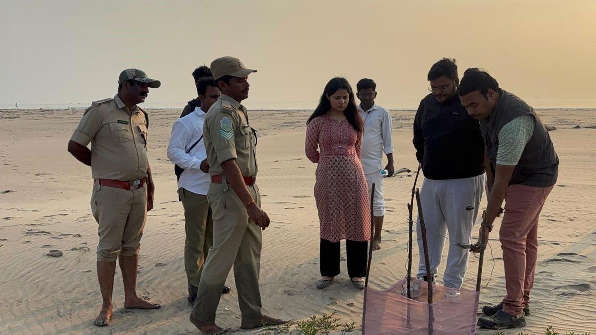 Nearly 20,000 turtle eggs conserved on Hope Island