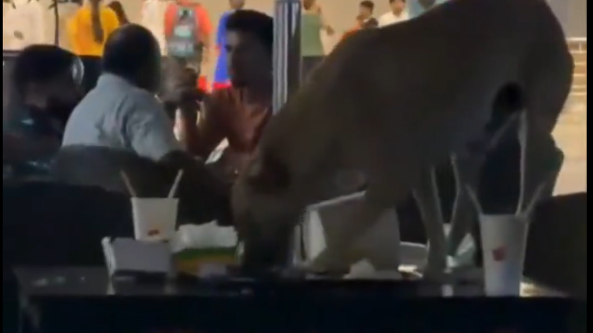 Stray dog spotted eating leftover food at Hyderabad airport