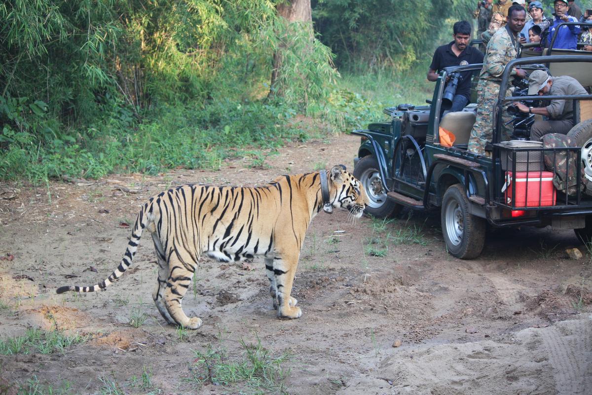 Behind the scenes of ‘The World’s Most Famous Tiger’