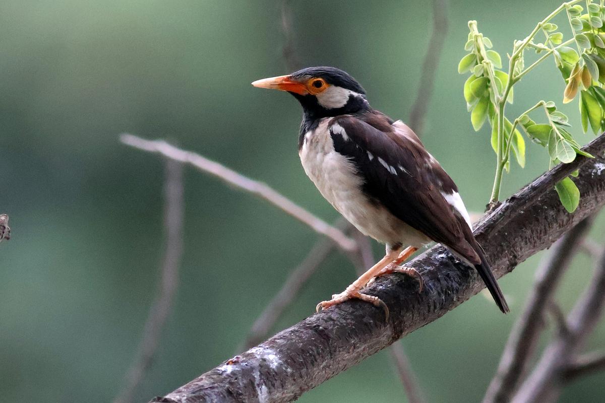 Asian Pied Starling at Puzhuthivakkam Lake