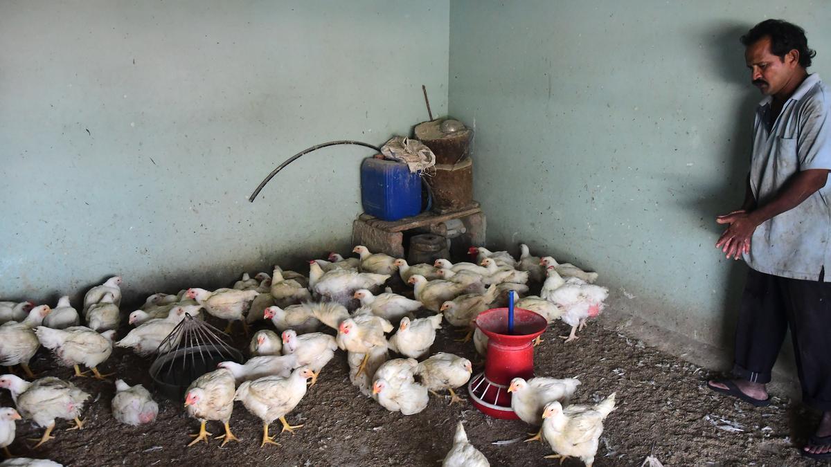 Andhra Pradesh officials sound alert on bird flu, collect samples from poultry farms