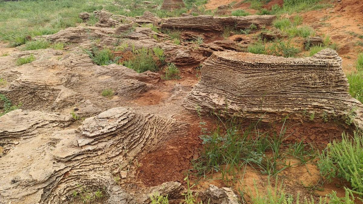 Panaiyur fossil assemblage dates back to Holocene period: study