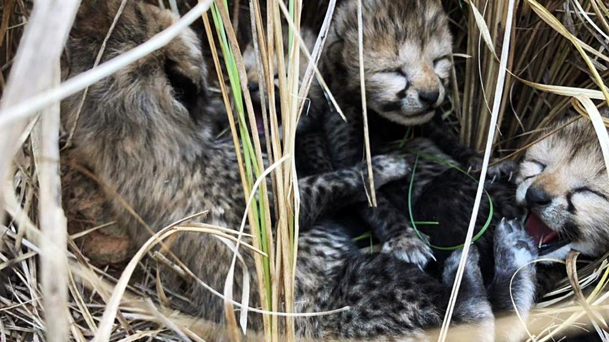 Explained | Why are cheetah cubs dying in Kuno reserve?