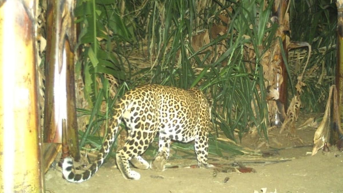 Leopard kills calf in Erode district, camera traps placed to track its movements