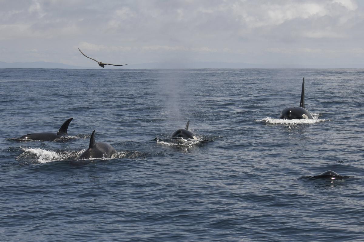 Teacher's Reddit post becomes amazing Dolphins story