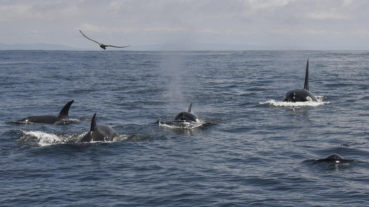 Threat to whales complicates US research into seaweed for biofuel