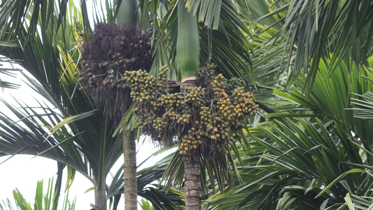 Growers, traders worried as many arecanut loads are rejected by north Indian traders citing poor quality