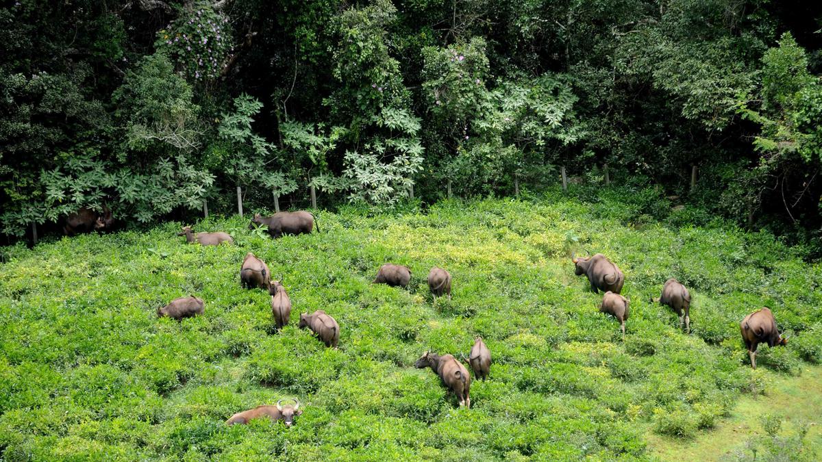 Expansion of road to Udhagamandalam town will cut off wildlife’s access to water source, say conservationists