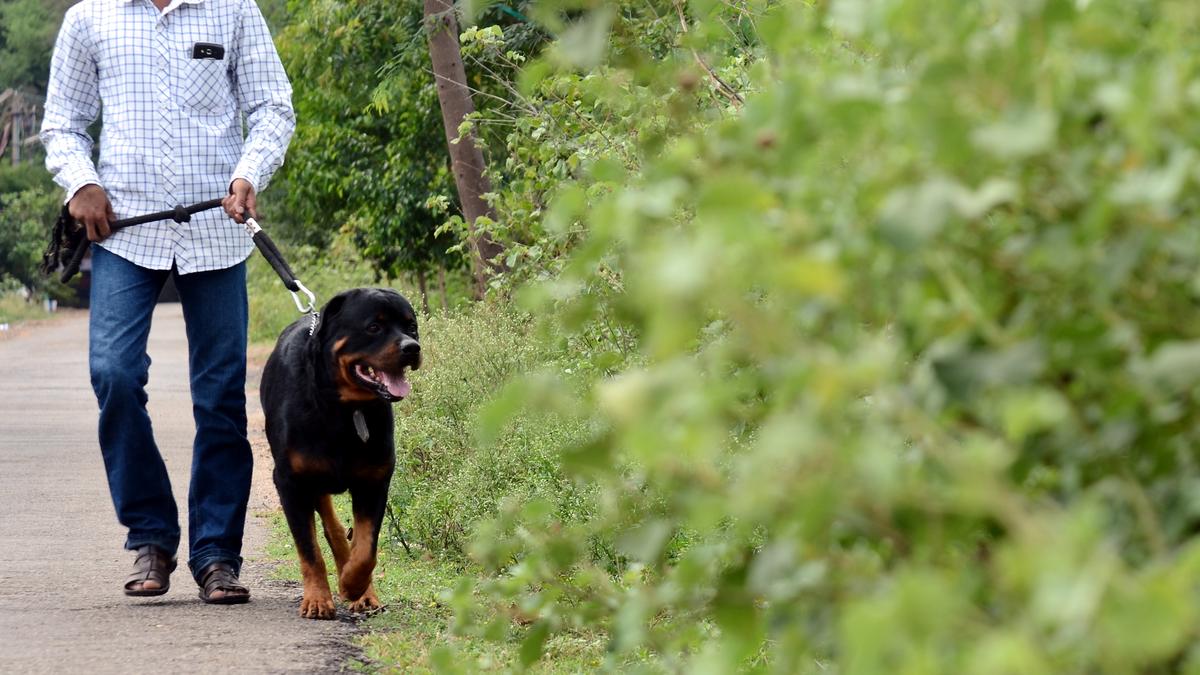 Chennai Rottweiler attack | There are no bad dogs; only bad owners, say experts