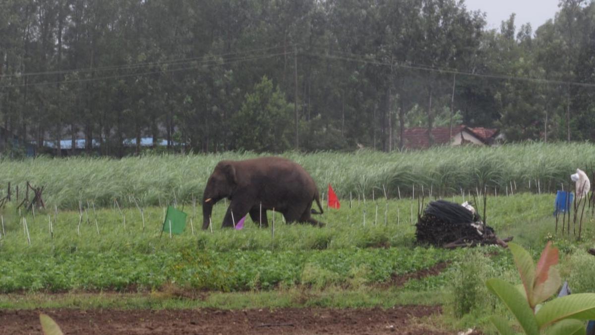 Woman dies in elephant attack in Chikkamagaluru, second death in six days