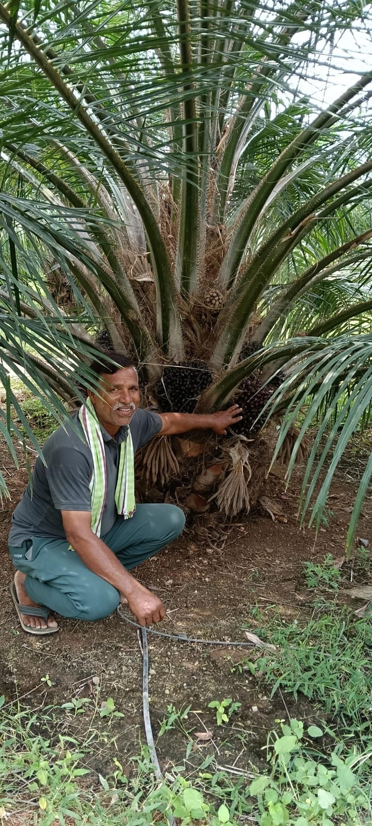 Farmer R. Gopal Reddy at his oil palm plantation in Aleru village of Nellikuduru mandal of Mahabubabad district.