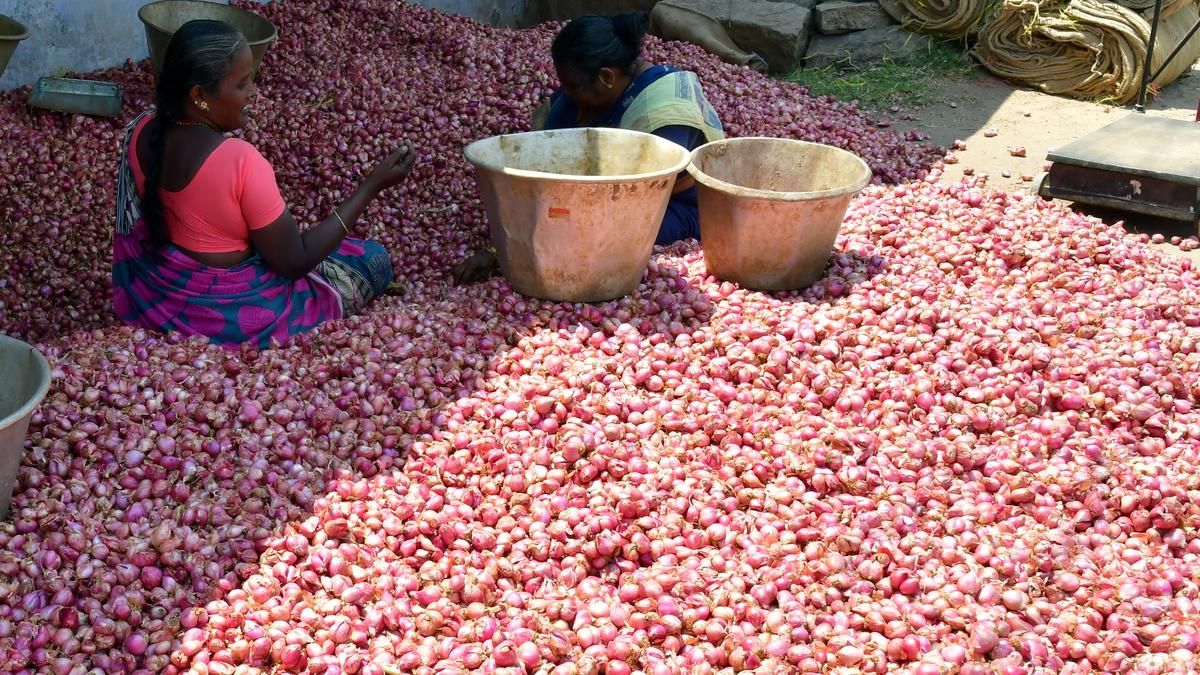 Centre procures 3 lakh tonnes of onion for buffer stock; piloting