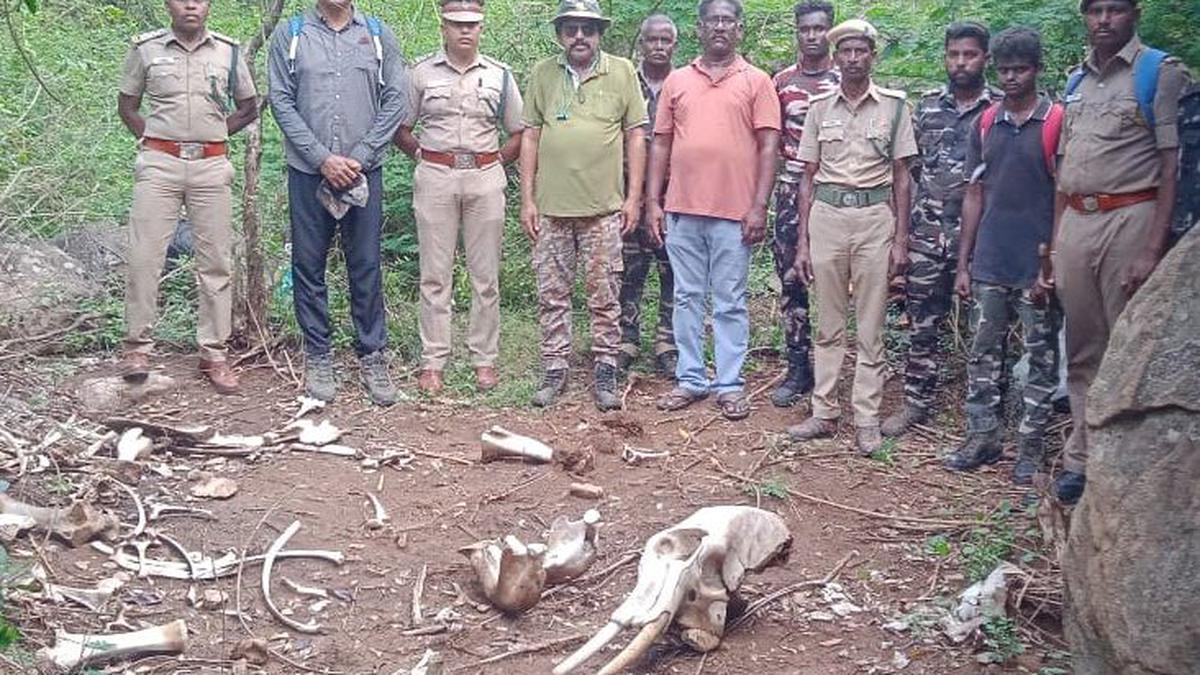 Skeletal remains of juvenile elephant found in forest near Coimbatore 