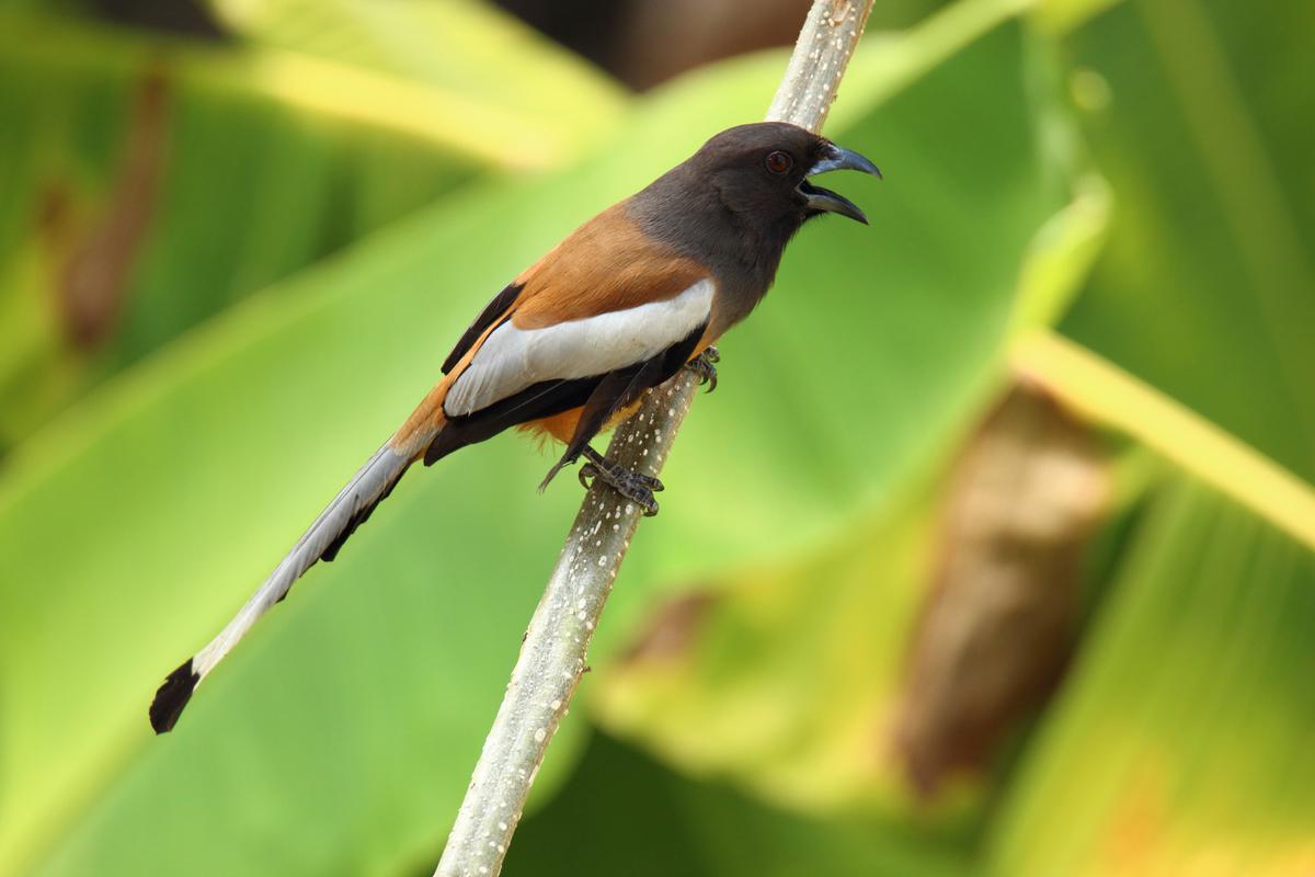 Flocks of Rufous Treepie are a common sight in Thiruvananthapuram 