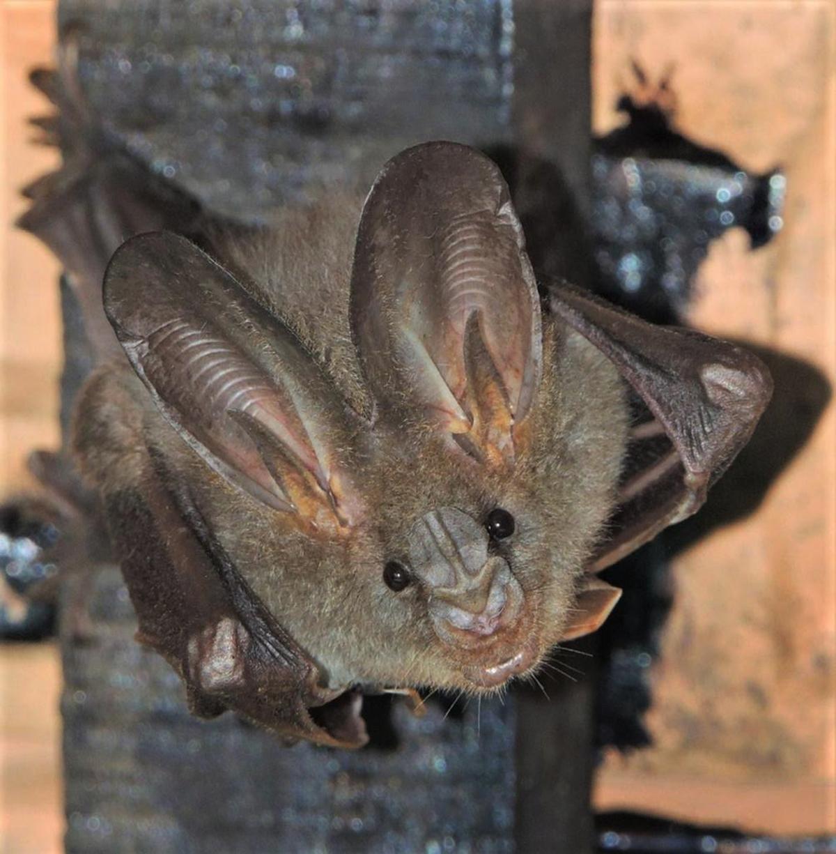 Radio tracking study conducted by IISc reveals greater predation risk