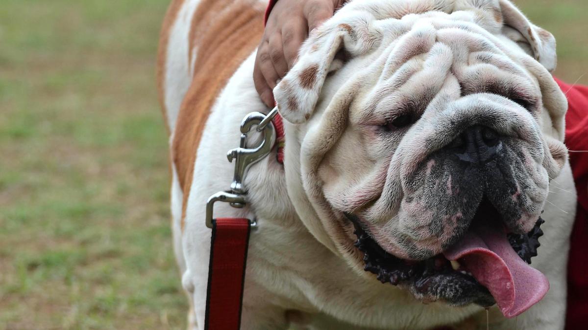 Muzzling of pet dogs in public places not mandatory, Chennai Corporation tells Madras High Court