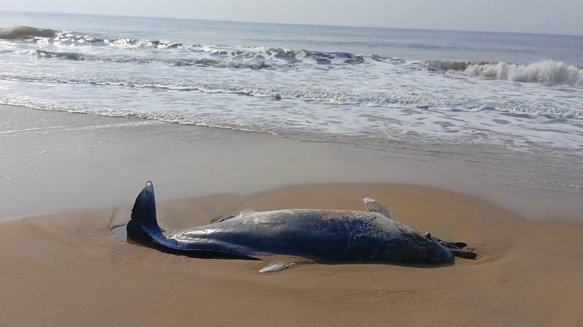 Humpback Dolphin found dead on Perupalem beach in West Godavari district