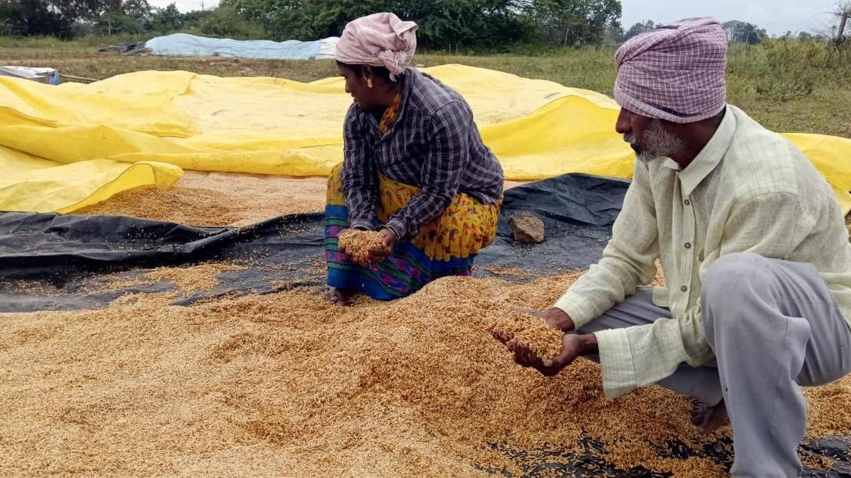 Over 1.8L tonnes of paddy procured so far: Minister