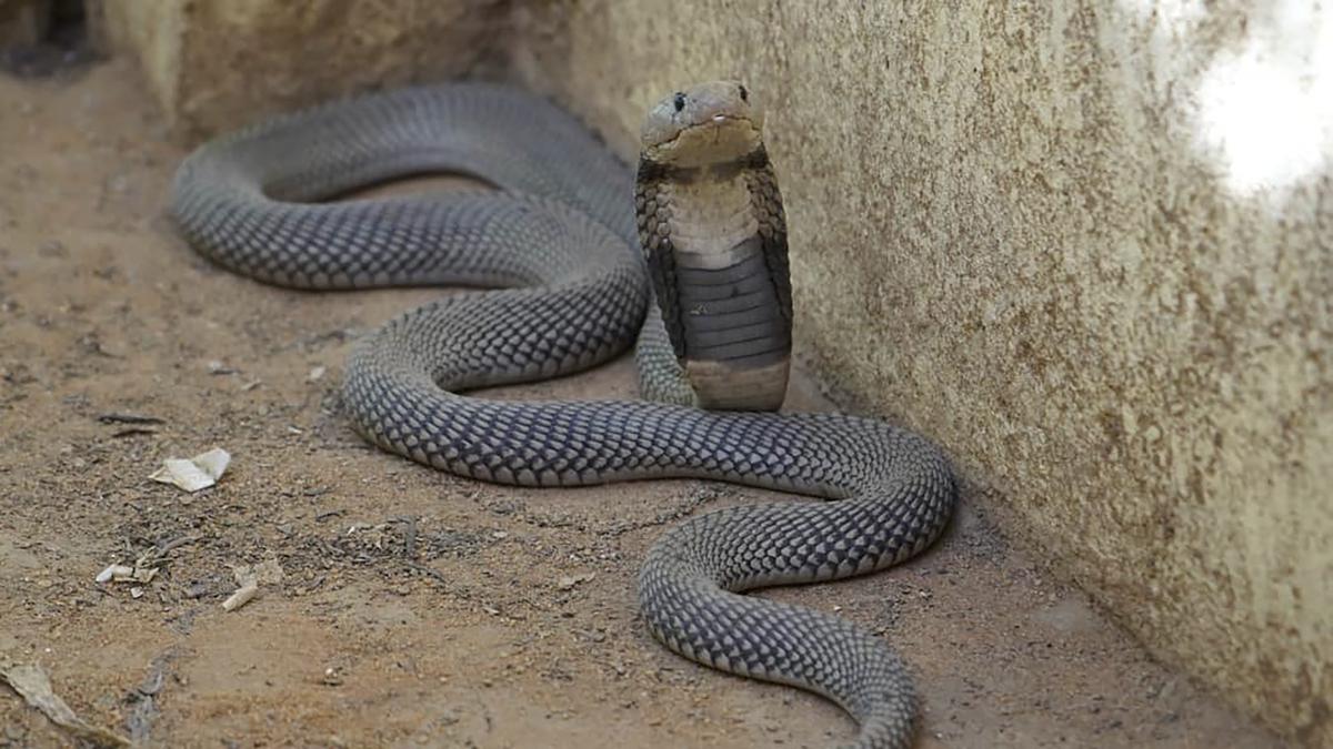 Girl walks past cobra waiting at door of house, saved by instinct