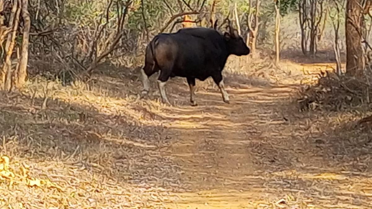 375 Indian Bison inhabiting Papikonda National Park, nearby forests