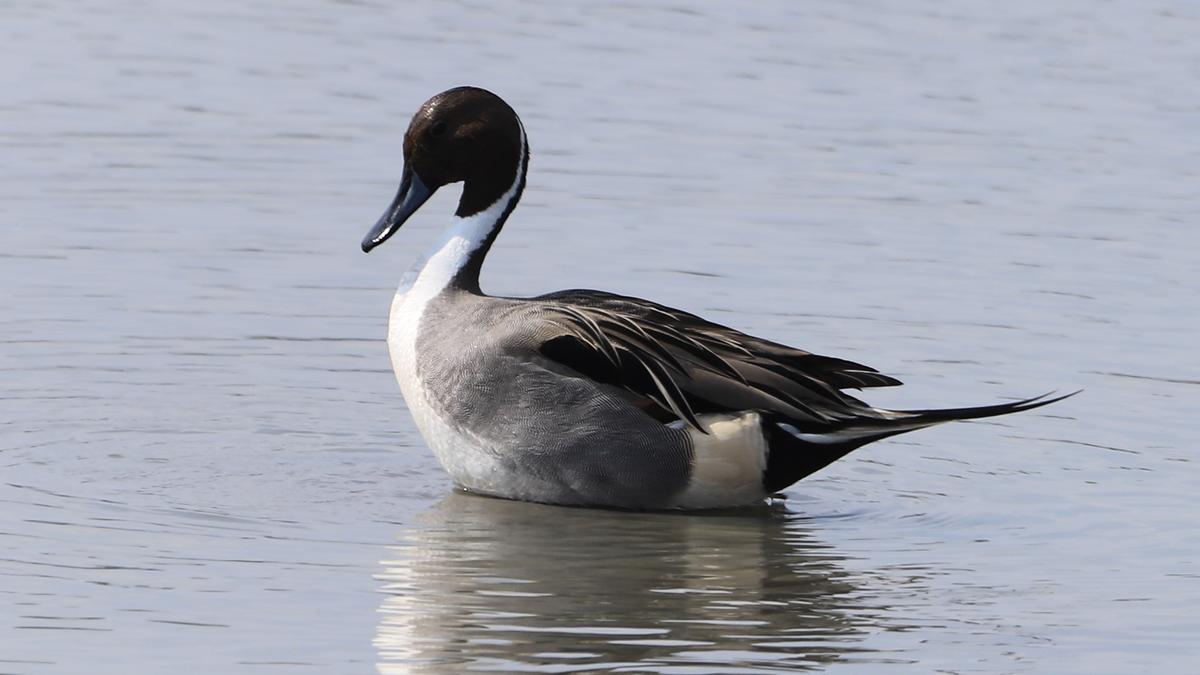 A low turnout of migratory ducks at Pallikaranai this year?