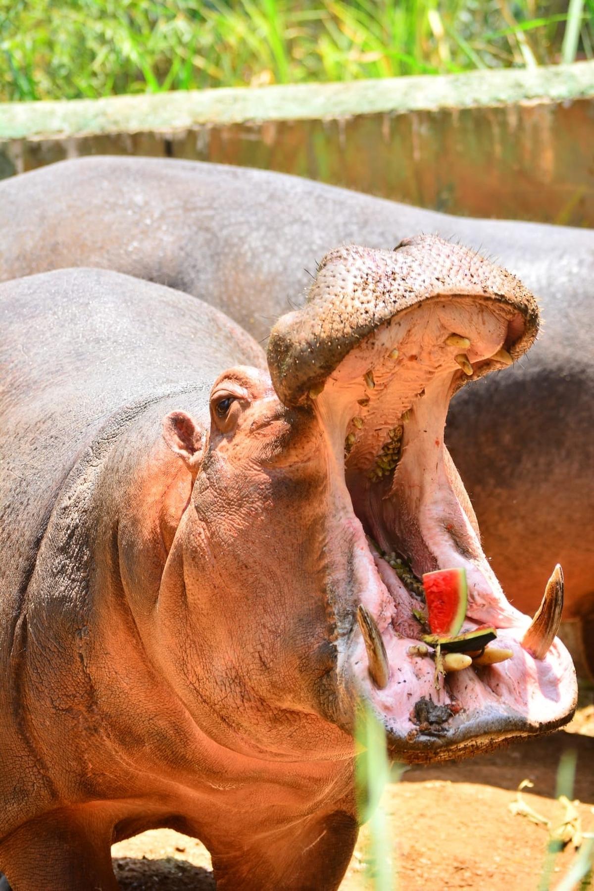 Many zoos, including the one in Shivamogga, have been conducting various activities involving schoolchildren and college students to inculcate the interest to understand the wildlife.