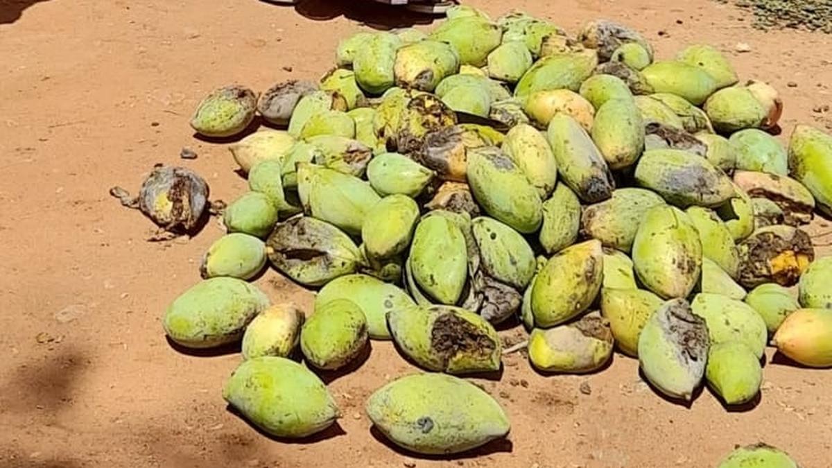 Mango prices fall sharply, farmers demand  compensation