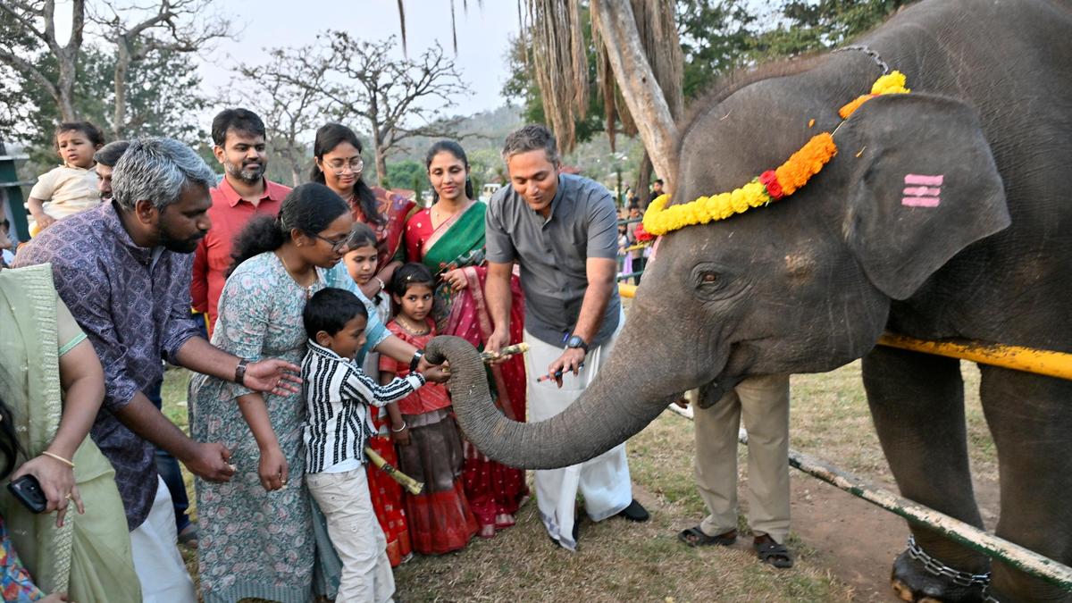 Elephant Pongal celebrated at Theppakadu Elephant Camp