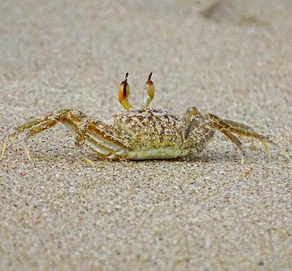 A horn-eyed ghost crab A horn-eyed ghost crab